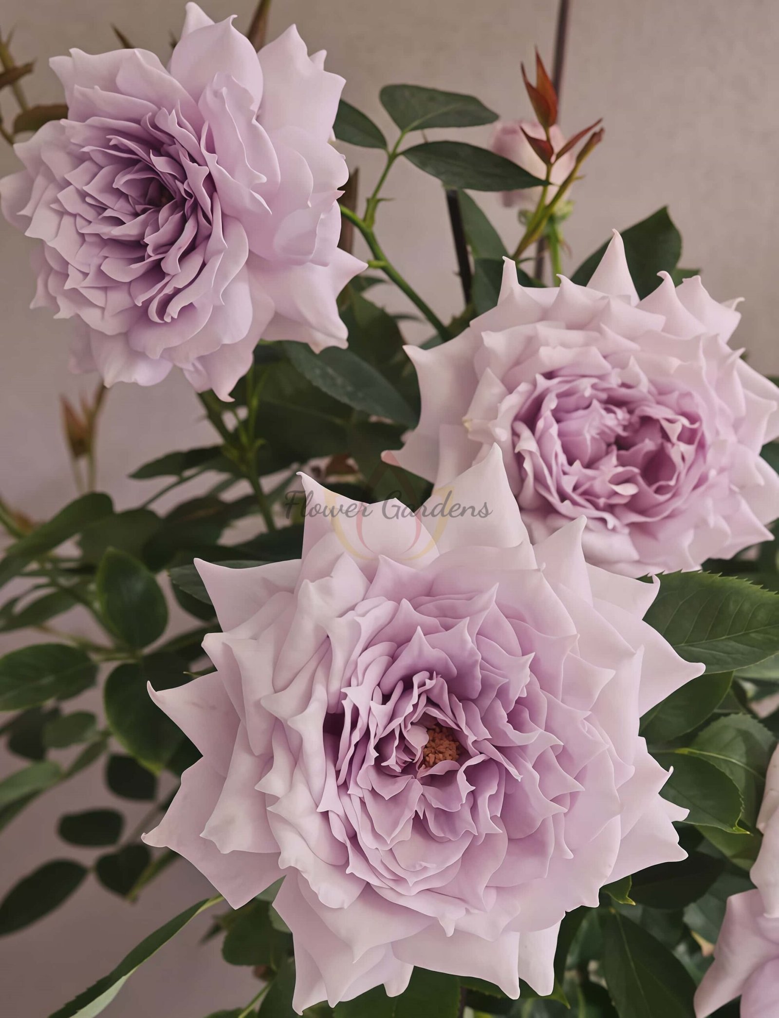 zi yue guang Rose丨Flower Gardens