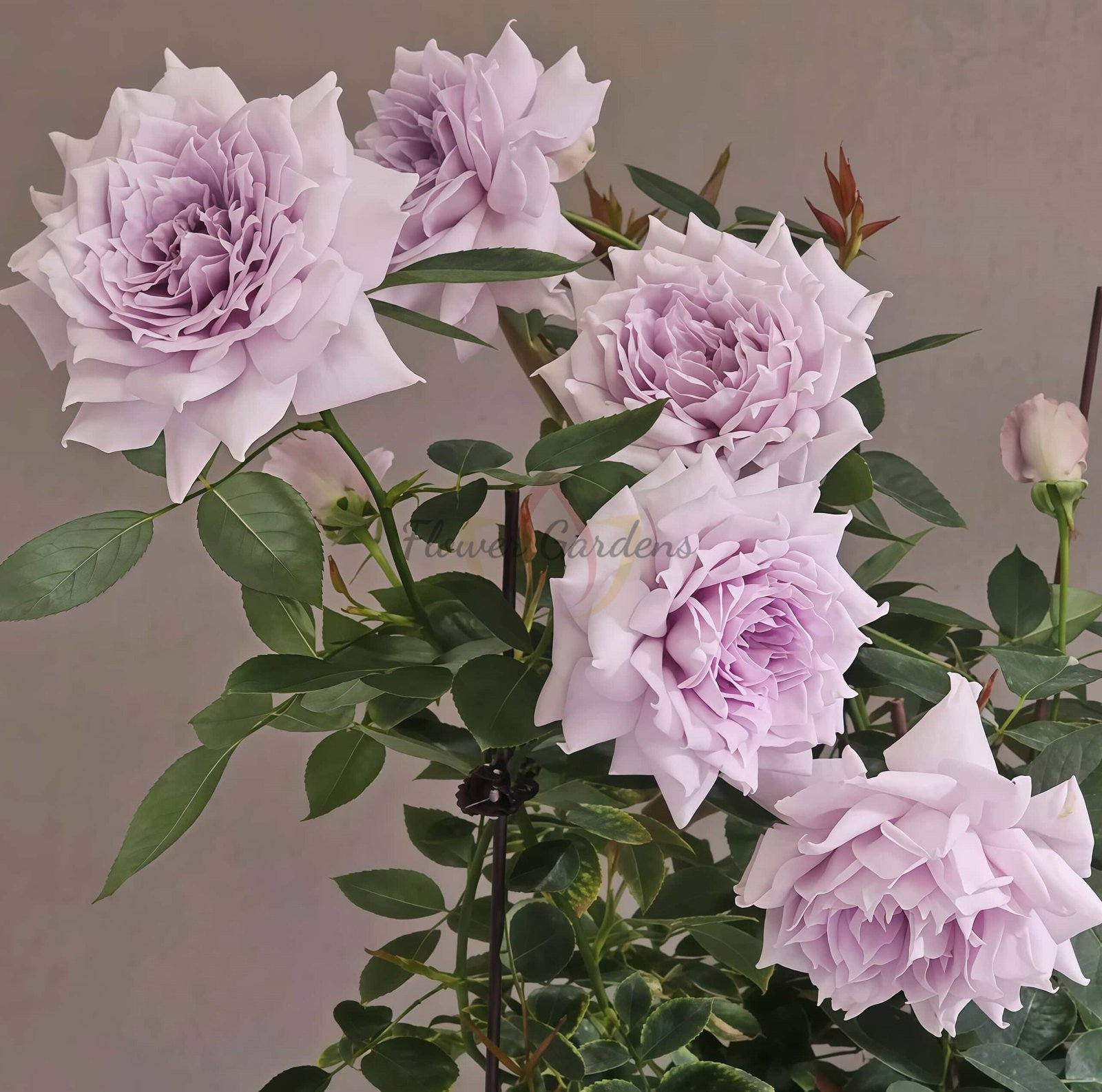 zi yue guang Rose plant丨Flower Gardens