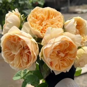 Apricot Cooler Rose丨Flower Gardens