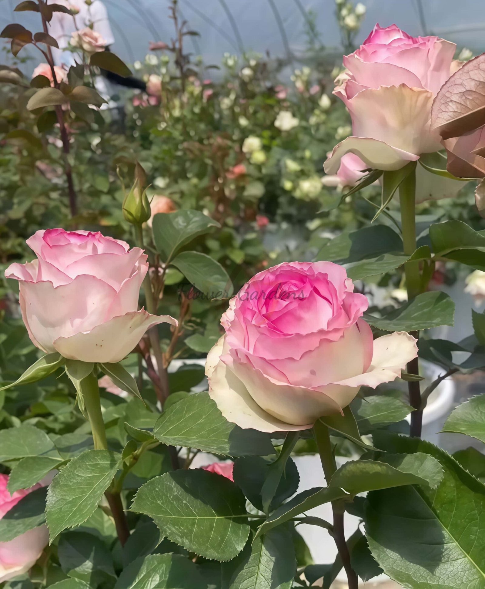 Bella Vita Rose丨Flower Gardens