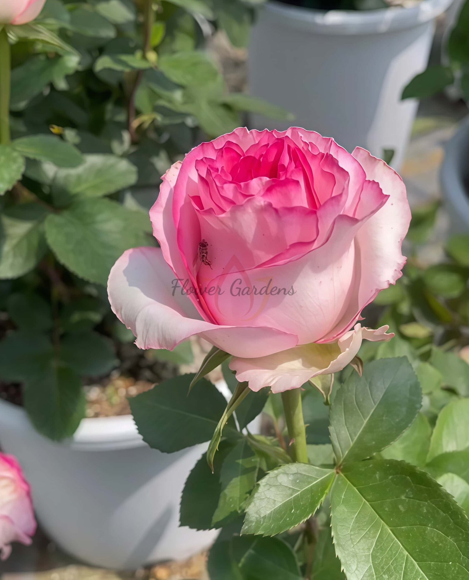 Bella Vita Rose for sale丨Flower Gardens