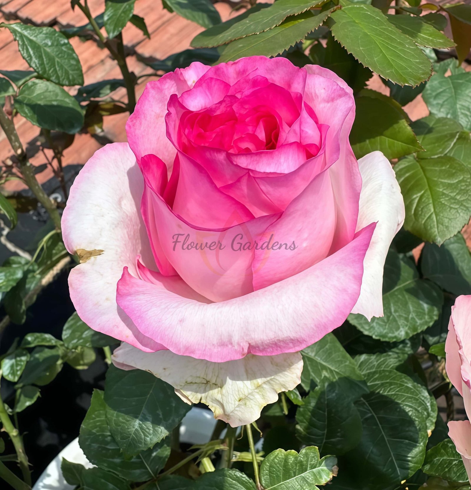 Bella Vita Rose丨Flower Gardens