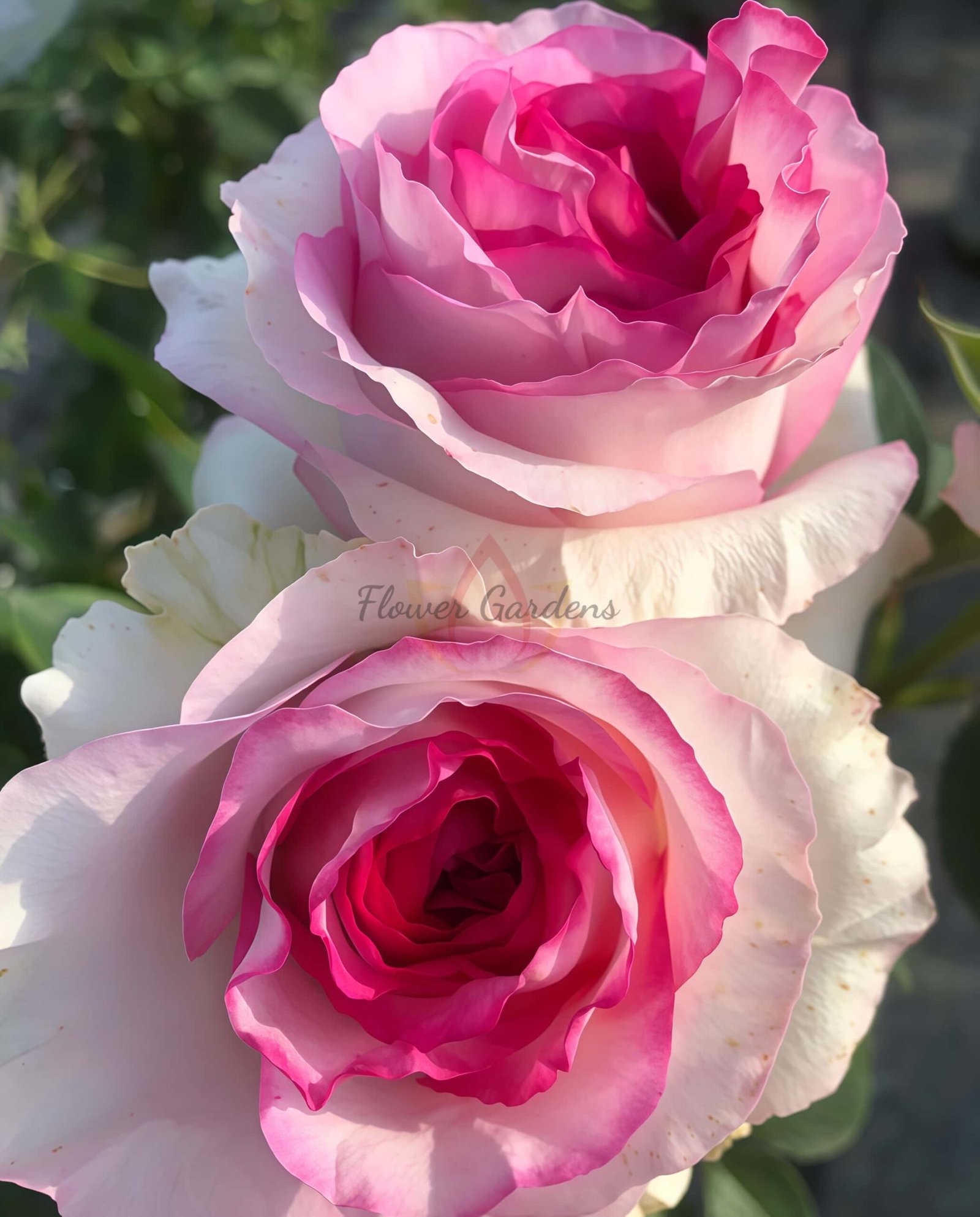 Bella Vita Rose plant丨Flower Gardens