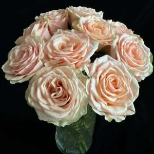 Capodimonte Rose丨Flower Gardens