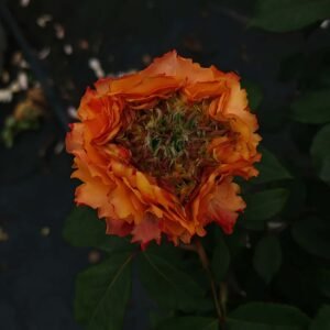 Caraluna Rose丨Flower Gardens