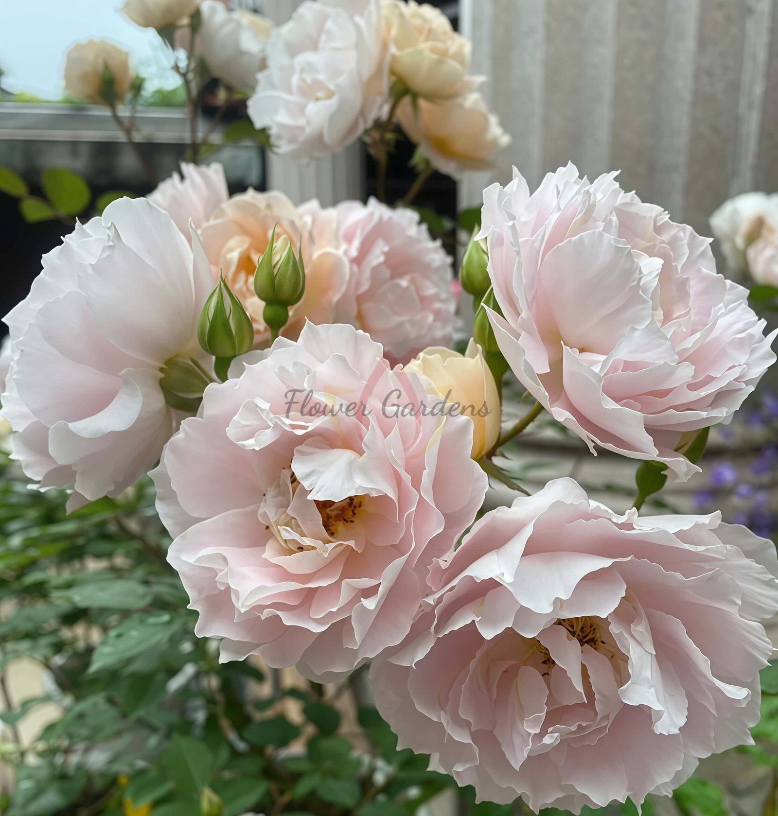 Cefiro Rose Plant Rose丨Flower Gardens