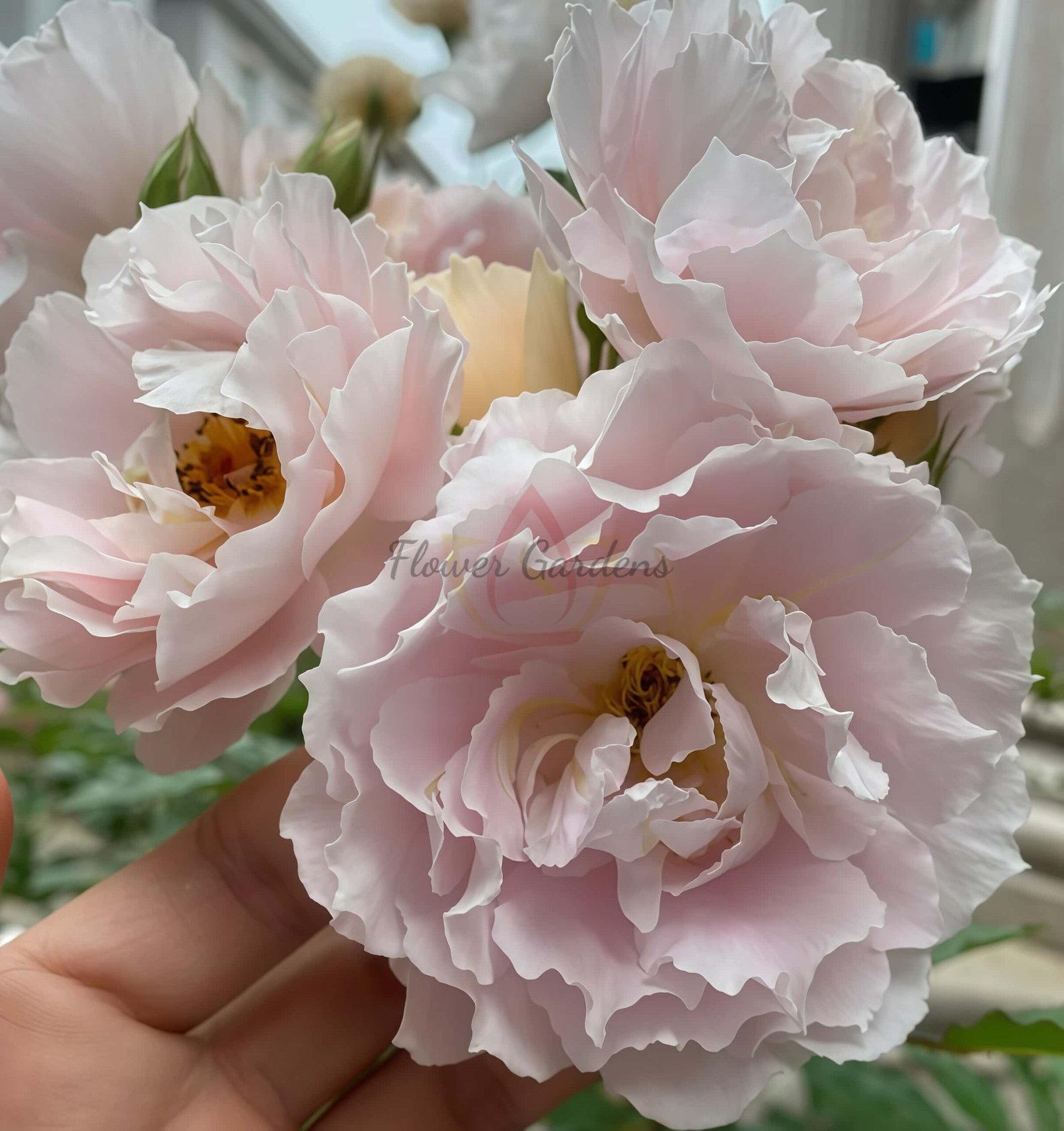 Cefiro Rose Plant Rose for sale丨Flower Gardens