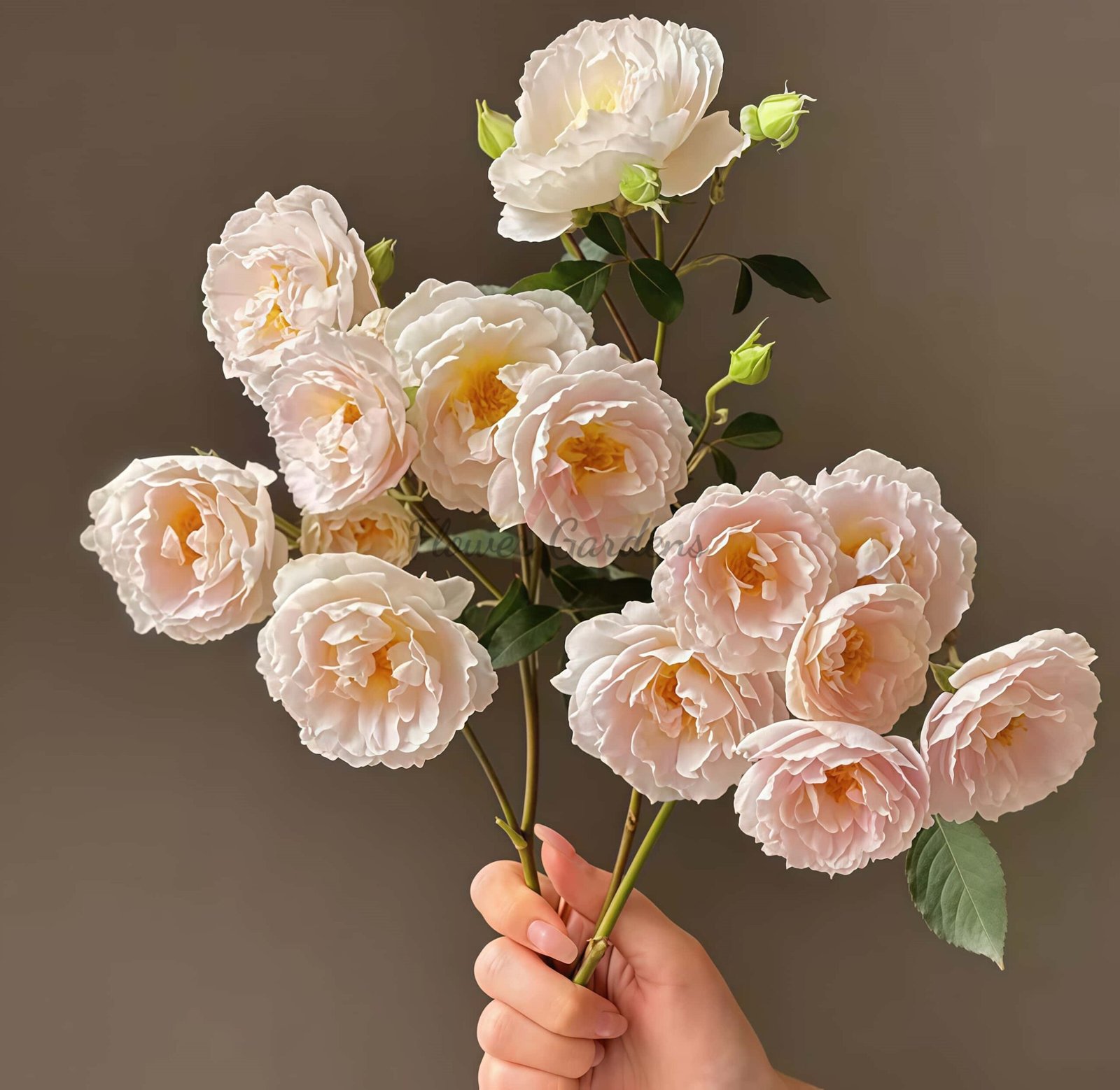 Cefiro Rose Plant Rose plant丨Flower Gardens