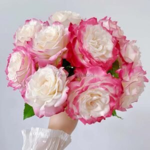 Chunfeng Rose丨Flower Gardens