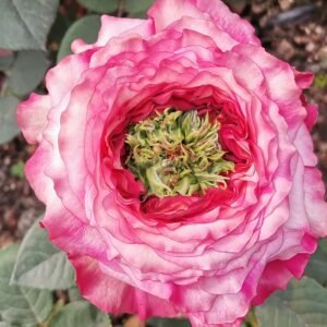 Country Spirit House Rose丨Flower Gardens