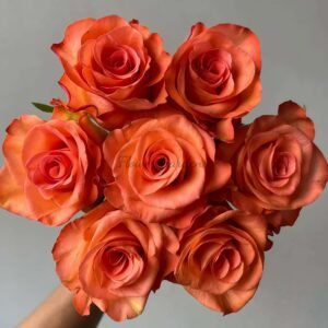 Donghua Rose for sale丨Flower Gardens