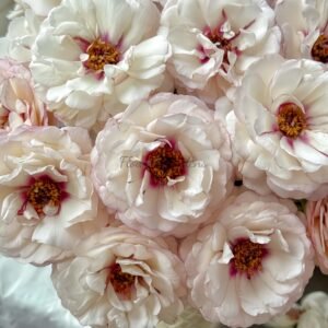 Double Dusk Rose丨Flower Gardens