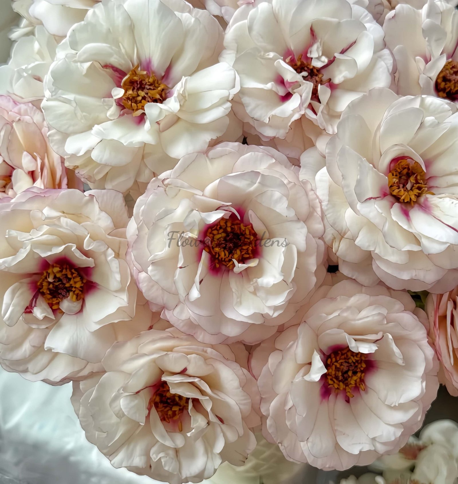 Double Dusk Rose丨Flower Gardens