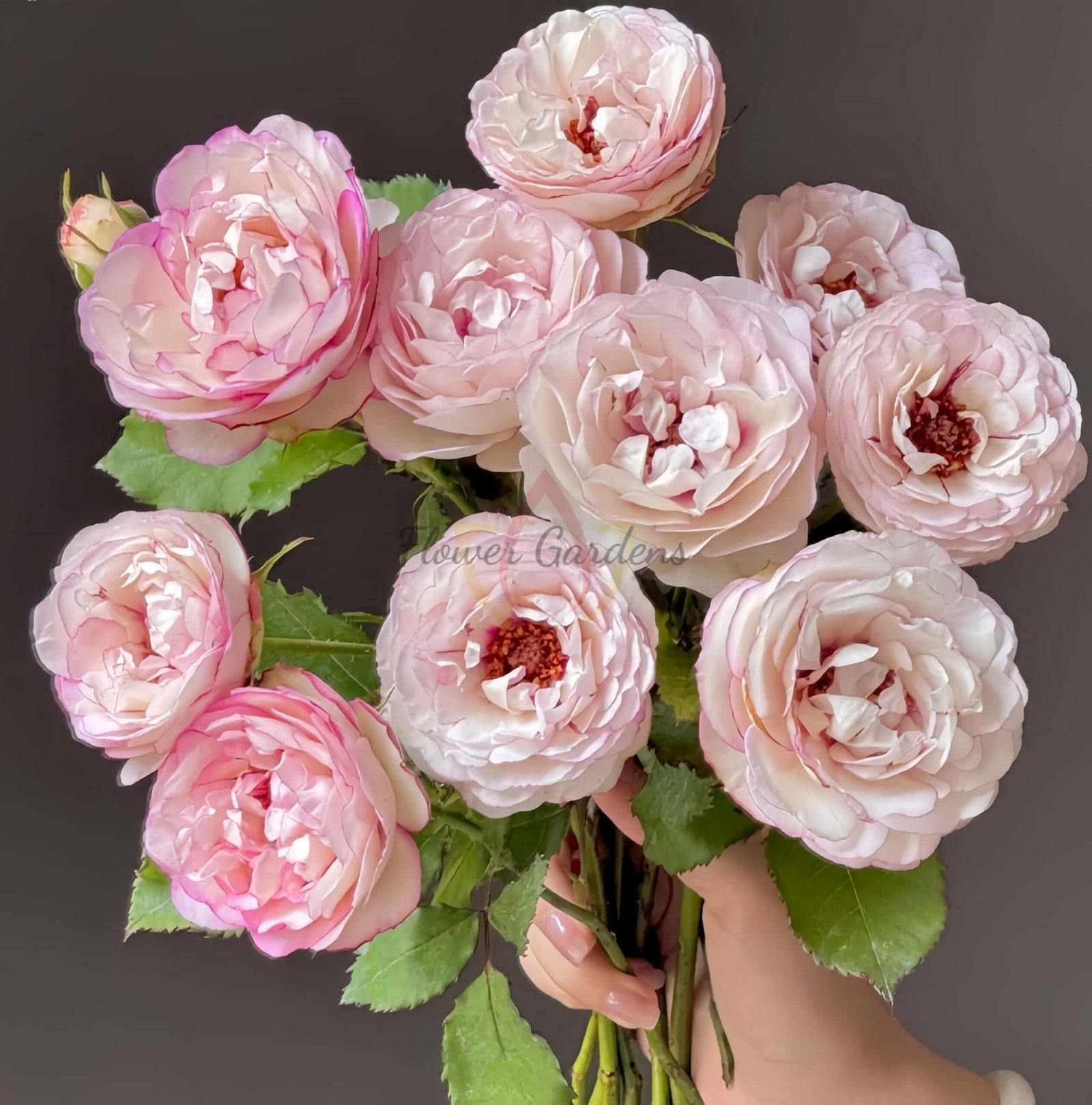 Double Dusk Rose for sale丨Flower Gardens