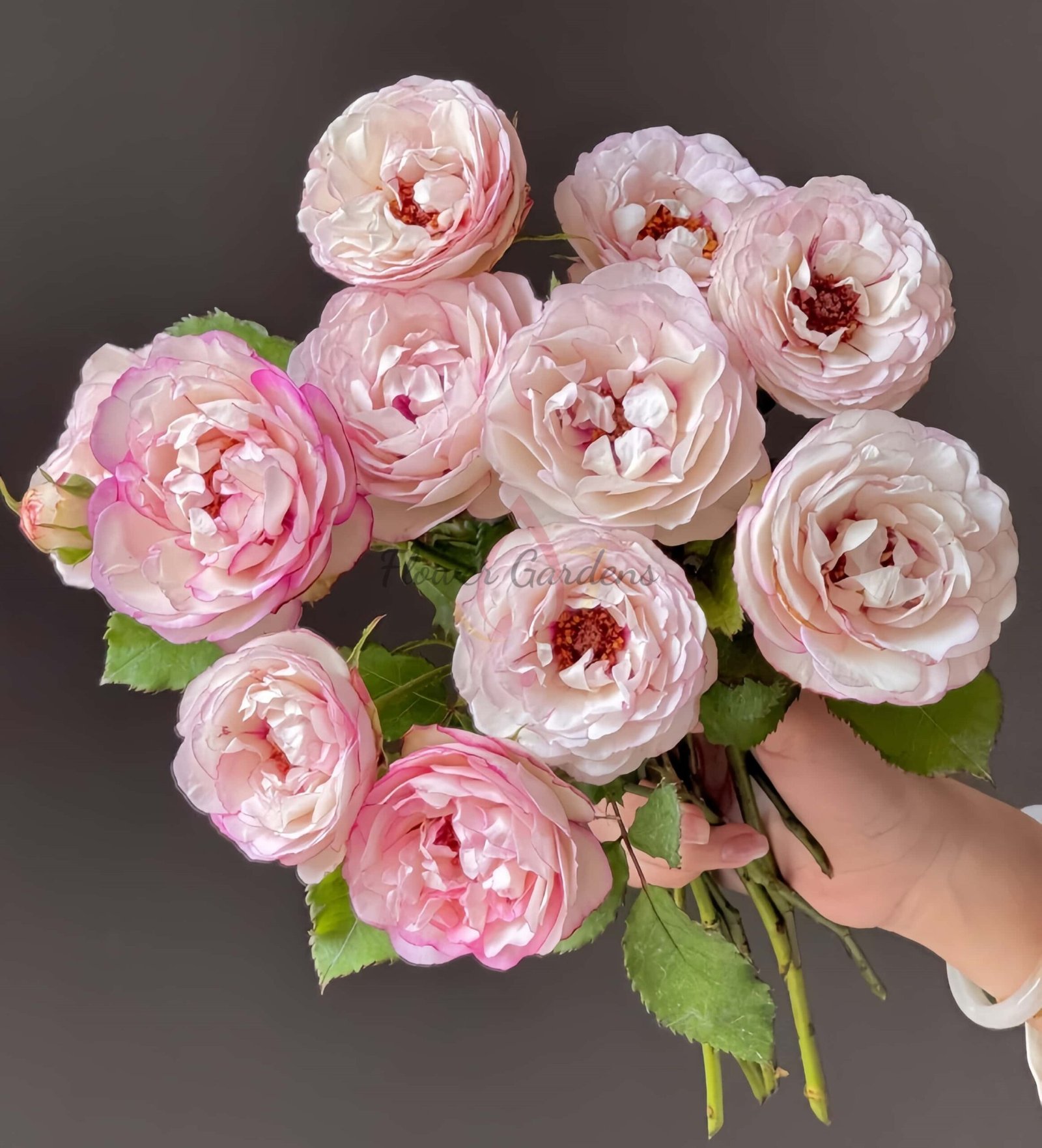 Double Dusk Rose丨Flower Gardens