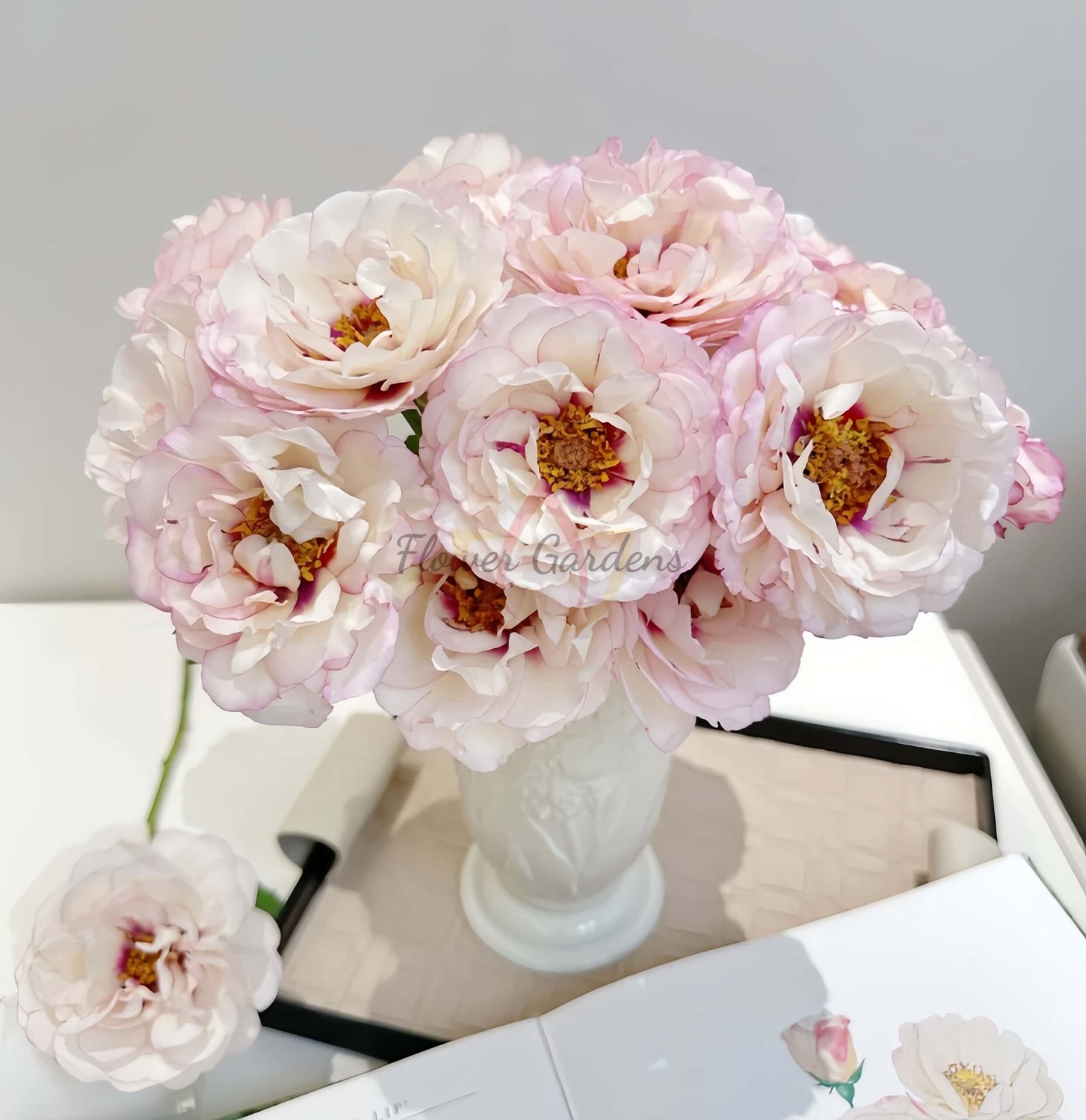 Double Dusk Rose plant丨Flower Gardens