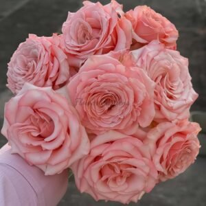 Dulzet Rose丨Flower Gardens