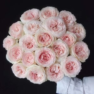 Fei Cui Tai Rose for sale丨Flower Gardens