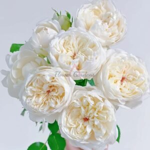 Fluffy Rose plant丨Flower Gardens