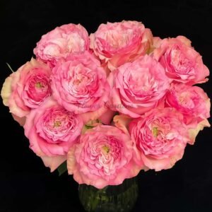 Forest Maiden Rose丨Flower Gardens