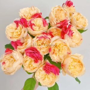 Fugetsu Rose丨Flower Gardens