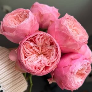 Harper Rose丨Flower Gardens