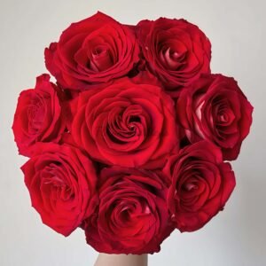 Ice on Fire Rose丨Flower Gardens