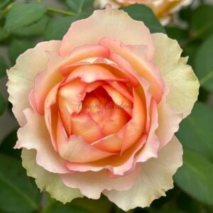 Jalitah Rose for sale丨Flower Gardens