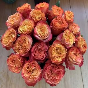 JamAlca Rose for sale丨Flower Gardens