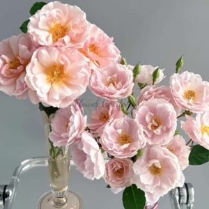 Jardin des Tuileries Rose丨Flower Gardens