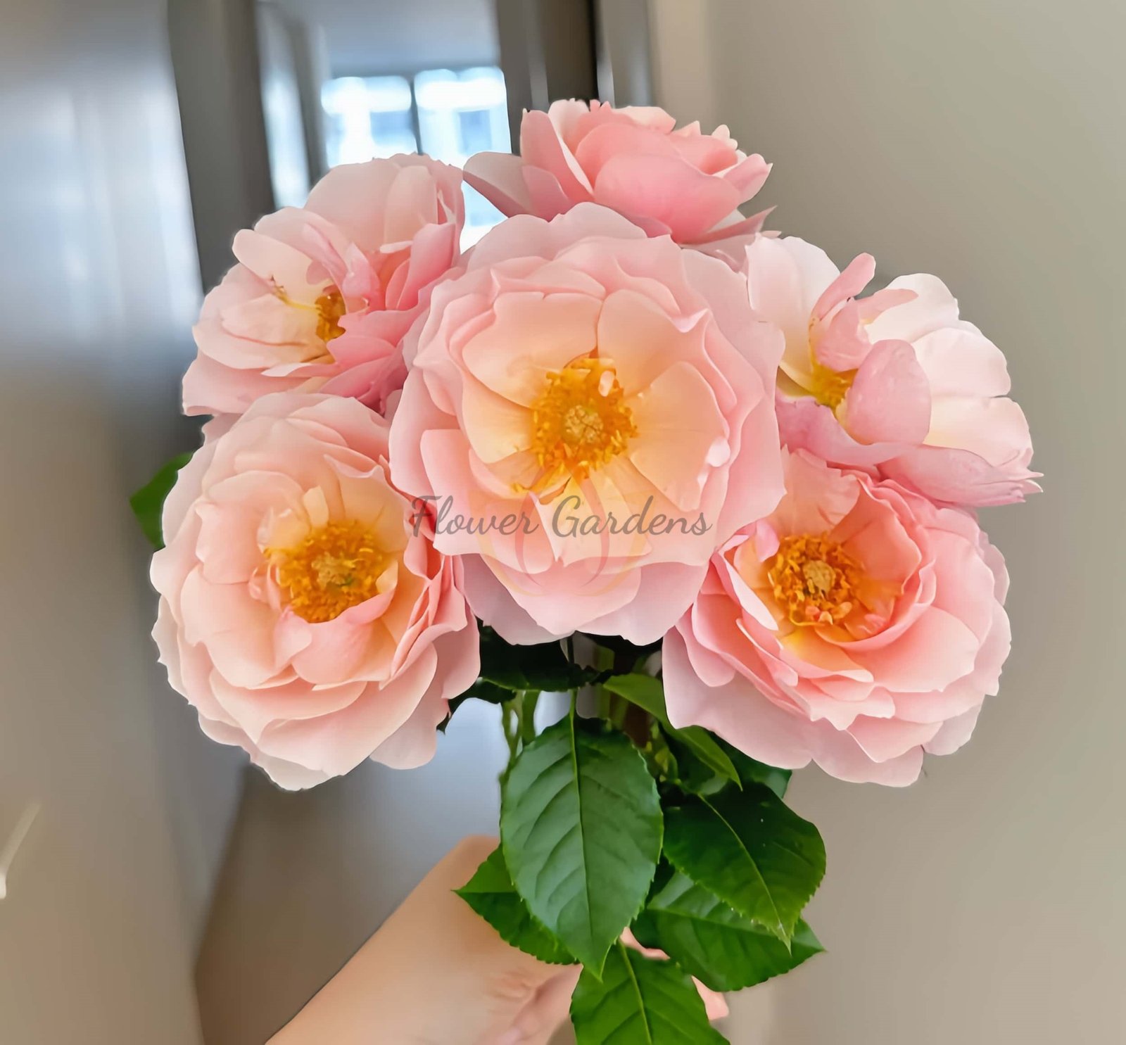 Jardin des Tuileries Rose plant丨Flower Gardens