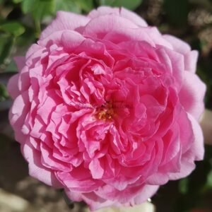 Jia Xian Ji Rose plant丨Flower Gardens