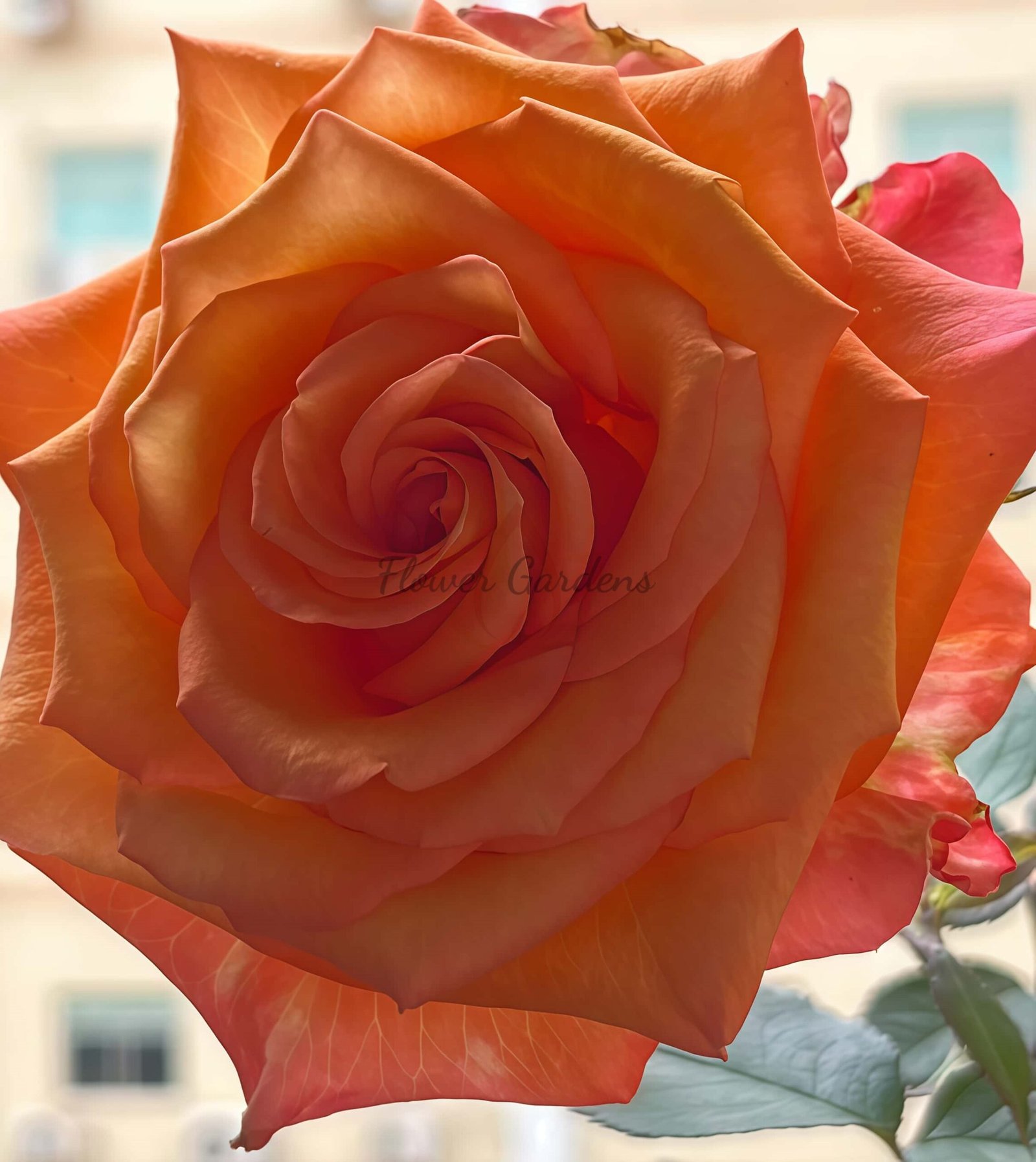 Jinhui Rose for sale丨Flower Gardens