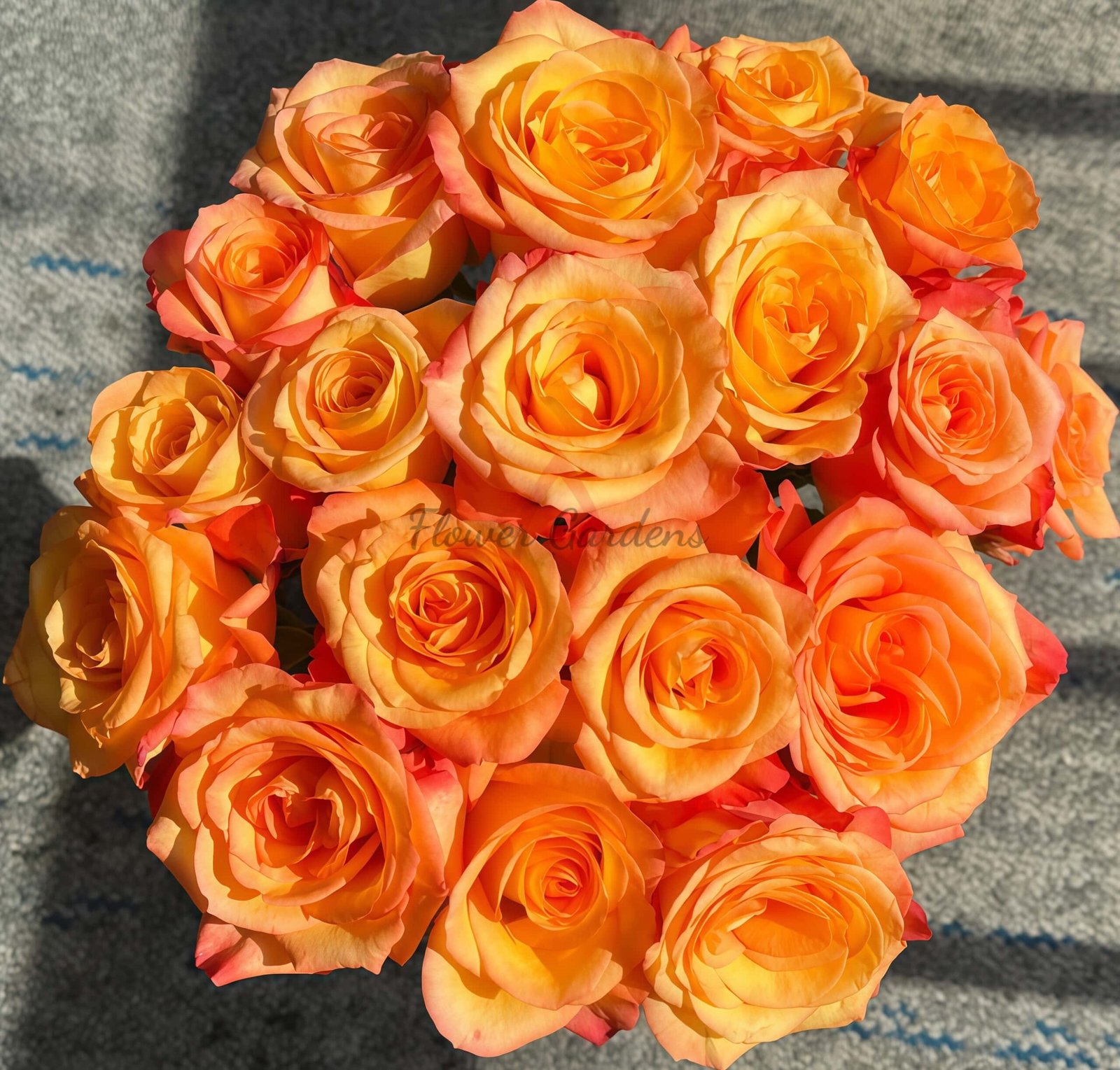 Jinhui Rose丨Flower Gardens