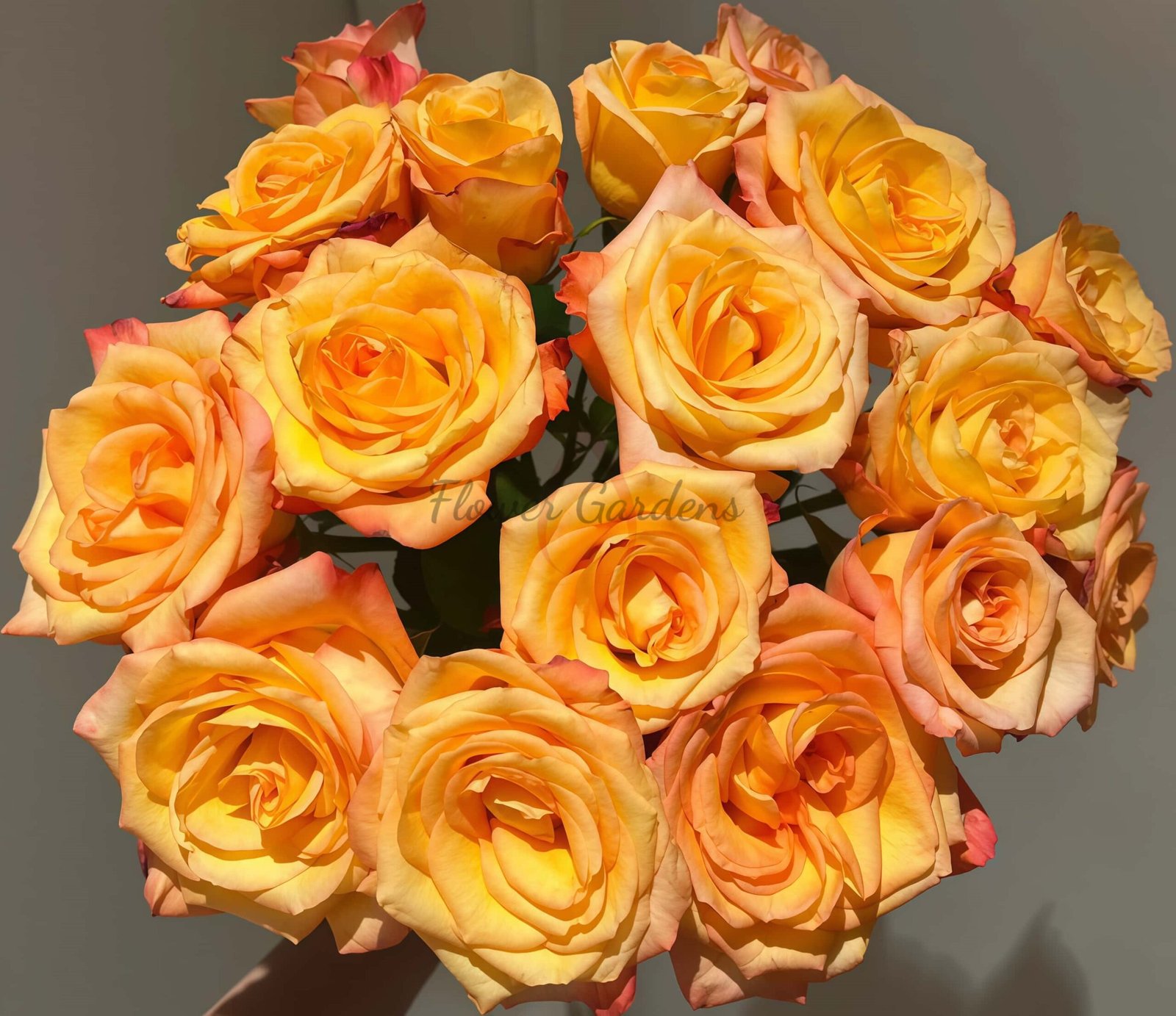 Jinhui Rose plant丨Flower Gardens