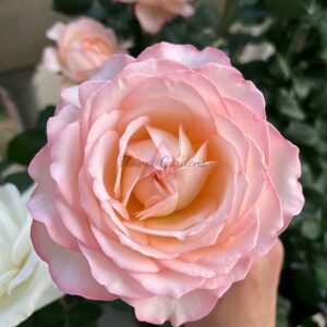 Joyce Rose plant丨Flower Gardens