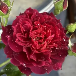 Laylah Rose丨Flower Gardens