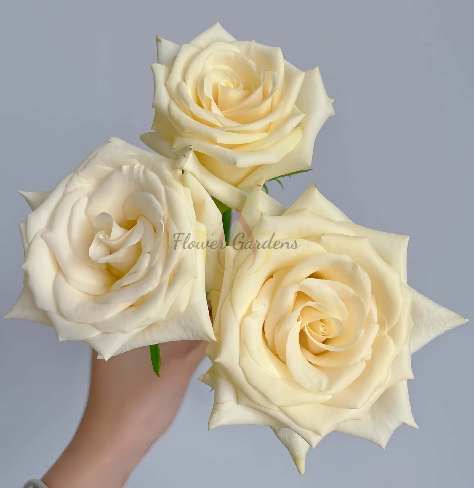 Little Butter Rose for sale丨Flower Gardens
