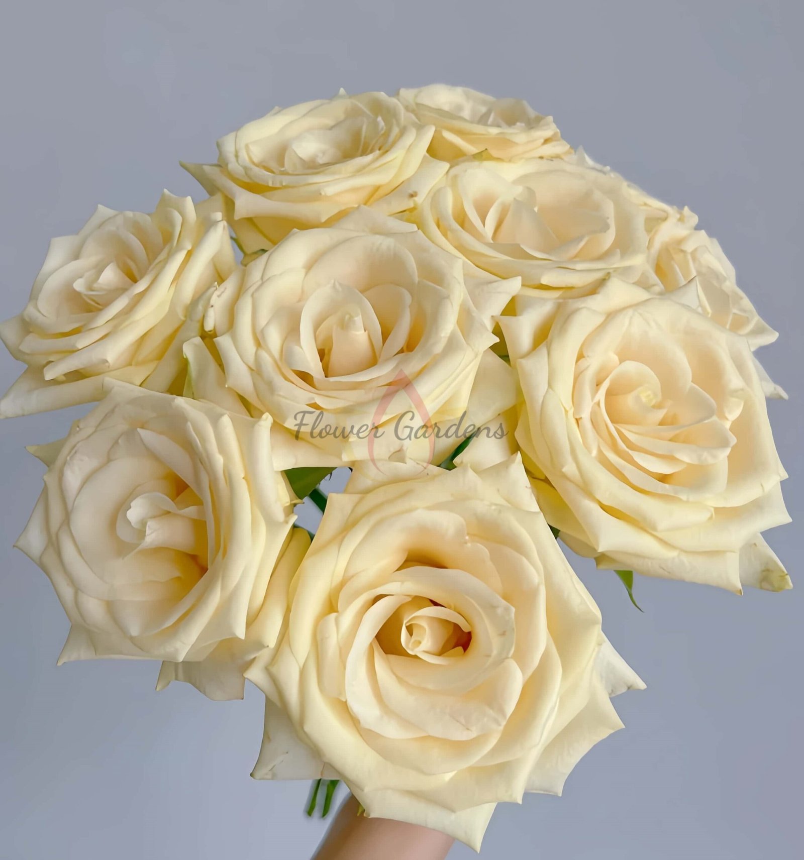 Little Butter Rose丨Flower Gardens