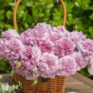 Liu Ying Rose丨Flower Gardens