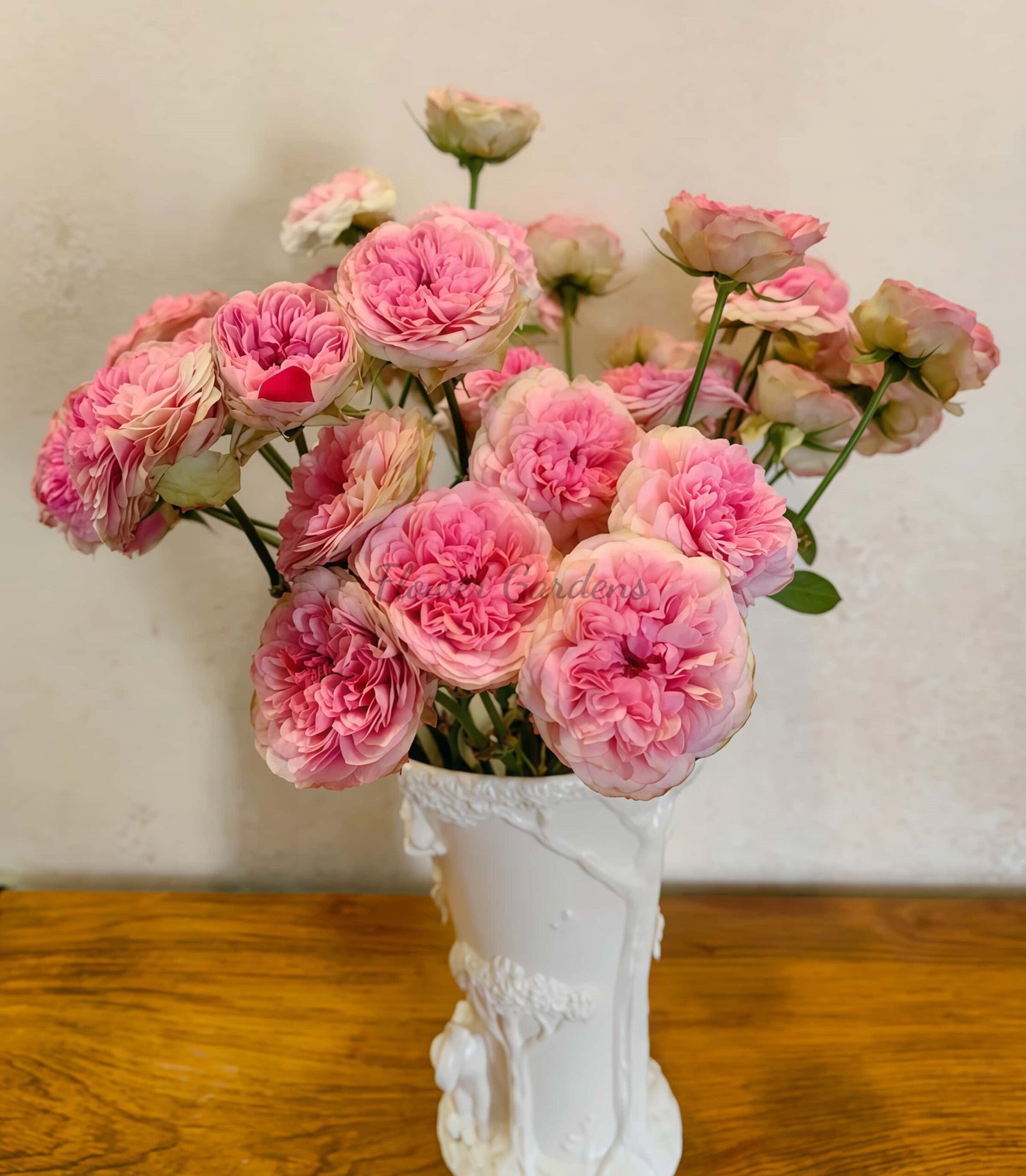 Lovely Raspberry Rose丨Flower Gardens