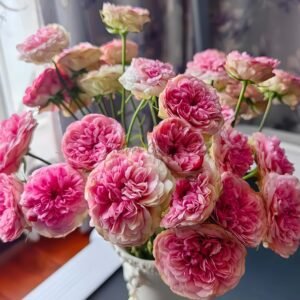 Lovely Raspberry Rose for sale丨Flower Gardens