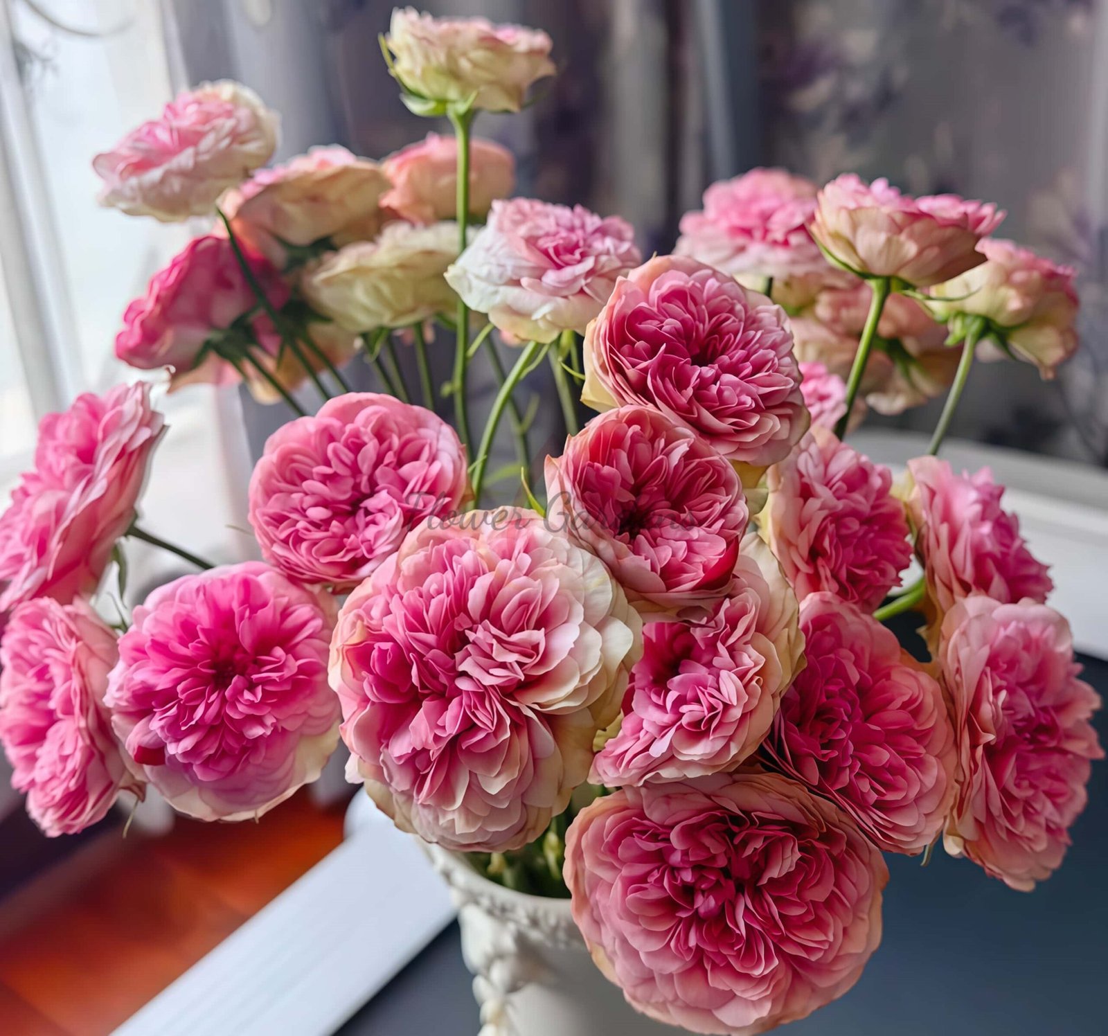 Lovely Raspberry Rose for sale丨Flower Gardens