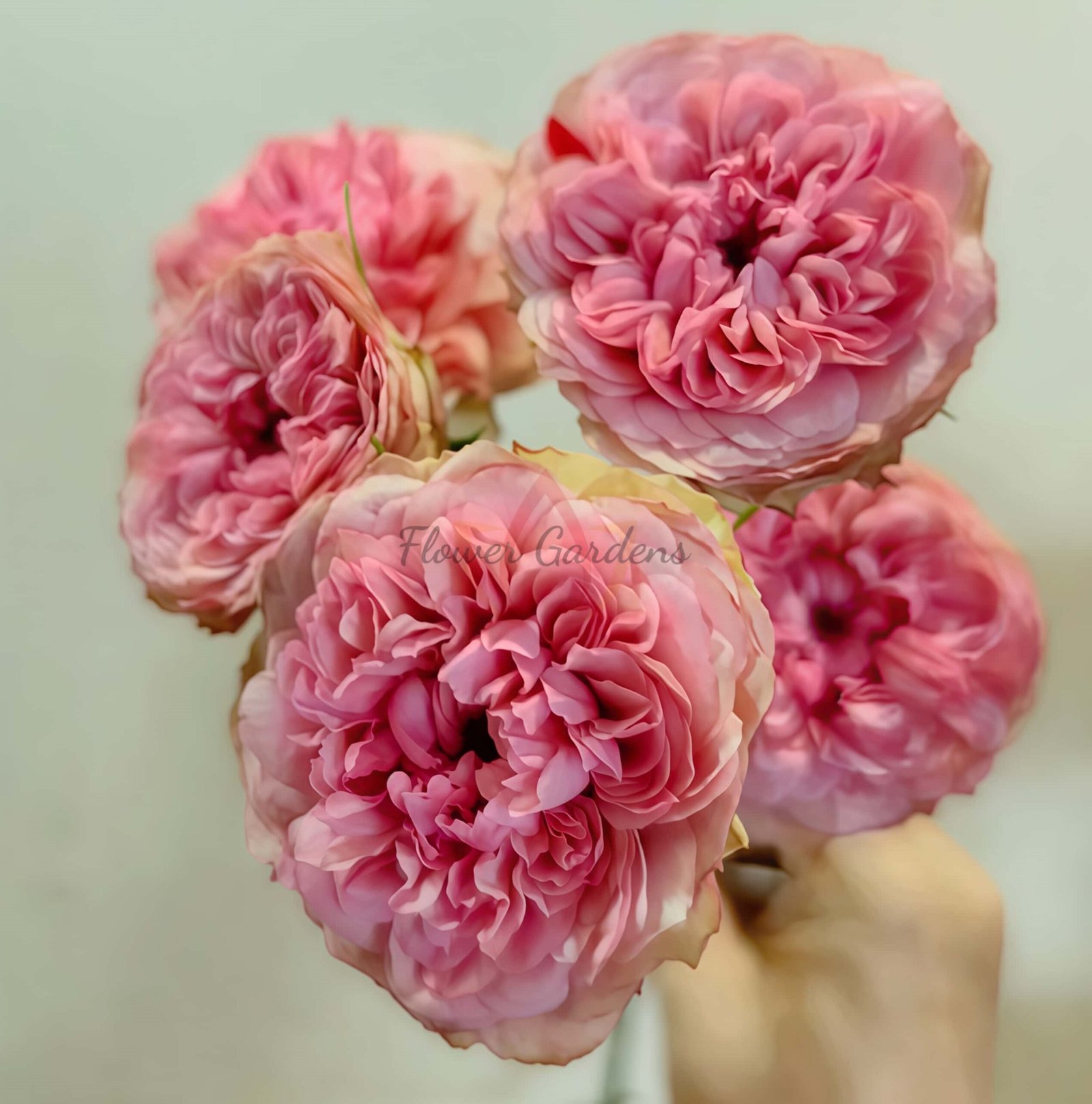 Lovely Raspberry Rose丨Flower Gardens