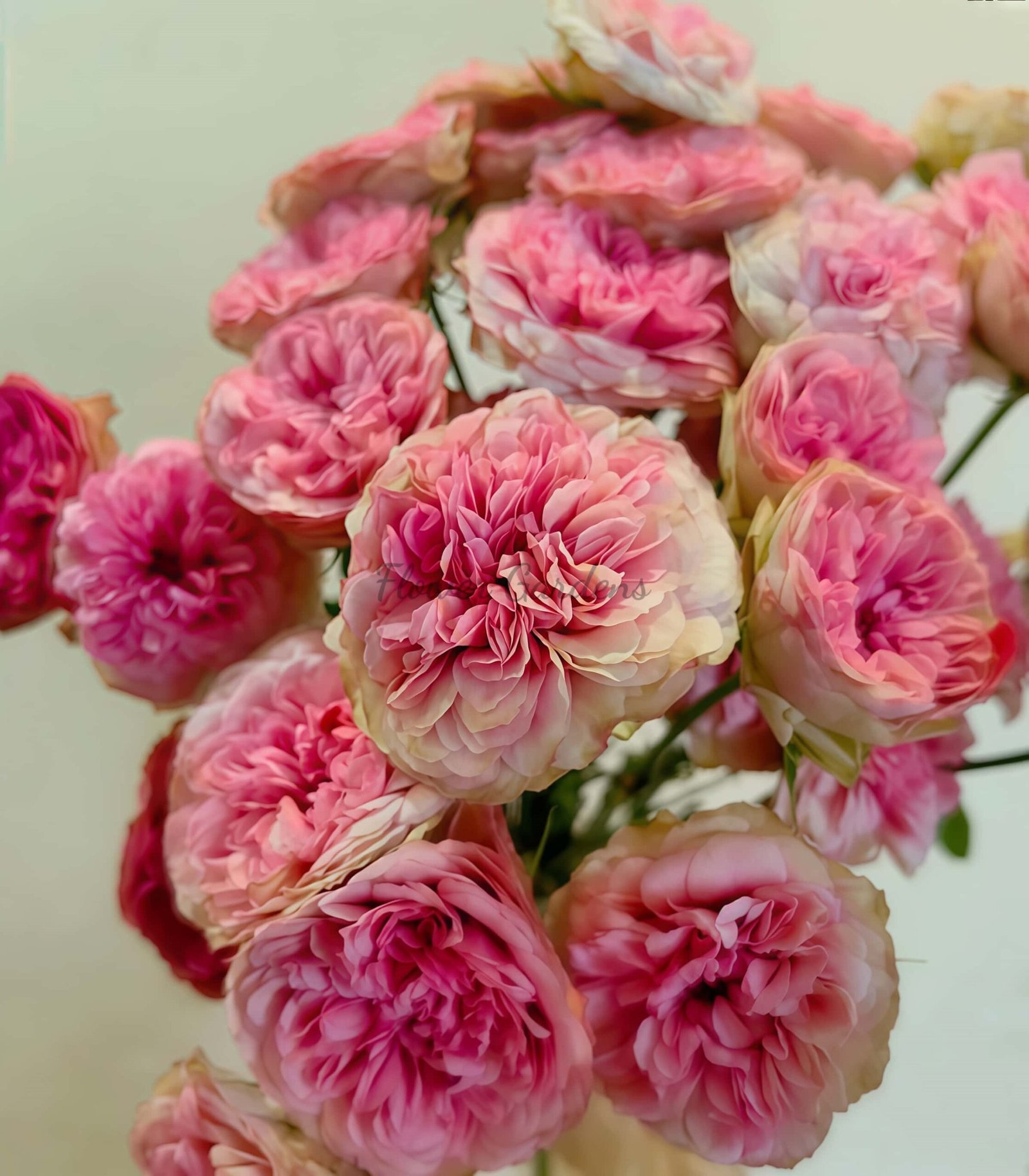 Lovely Raspberry Rose plant丨Flower Gardens