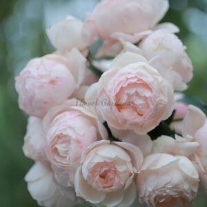 Madame Figaro Rose丨Flower Gardens