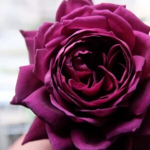 Mayo Rose for sale丨Flower Gardens