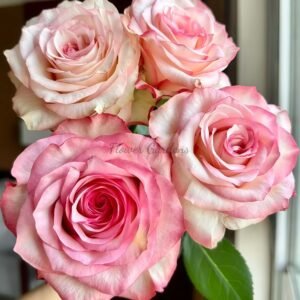 Medusa Rose plant丨Flower Gardens