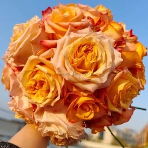 Mona Lisa Rose plant丨Flower Gardens