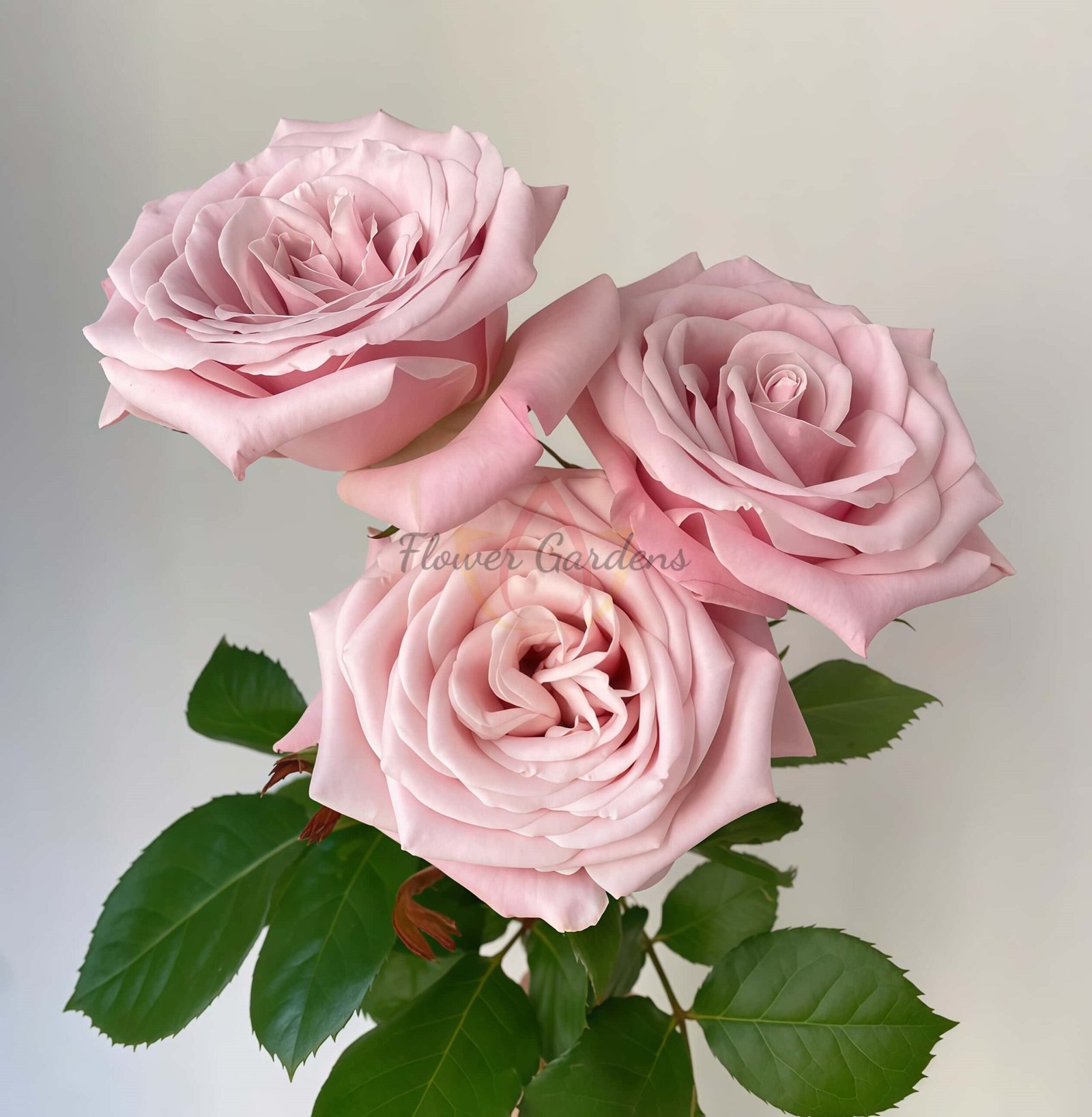 Mziya Rose丨Flower Gardens